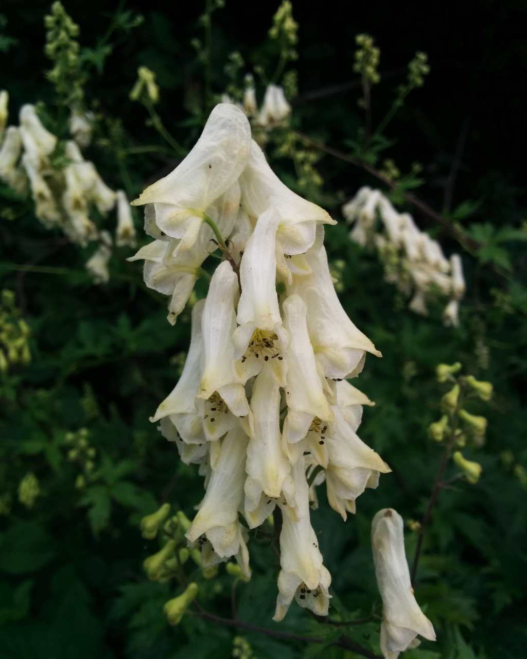 Aconitum lycoctonum